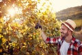 Young man working in vineyard picking up ripe grapes Royalty Free Stock Photo