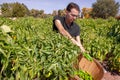 Young man works during the New Mexico chiles harvest as he puts a Hatch Valley green chile pepper into crop basket Royalty Free Stock Photo