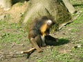 Young mandrill sitting on grass and playing with a wooden stick Royalty Free Stock Photo