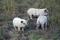 The young of mangalitsa pig Royalty Free Stock Photo