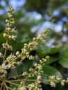 Young mango flower morning bloom