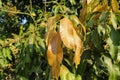 Young mango leaves with mango bouquet or mango flower background is blooming on the mango trees Royalty Free Stock Photo