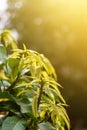 Young mango leaves on mango tree and morning sunlight Royalty Free Stock Photo