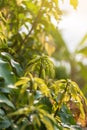 Young mango leaves on mango tree and morning sunlight Royalty Free Stock Photo