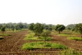 young mango tree and new mango tree Royalty Free Stock Photo