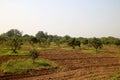 young mango tree and new mango tree Royalty Free Stock Photo