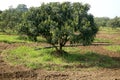 young mango tree and new mango tree Royalty Free Stock Photo