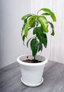 Young mango tree seedling Royalty Free Stock Photo