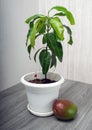 Young mango tree seedling Royalty Free Stock Photo