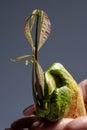 Young mango trees two of one bone sprouted in moss, on female hands