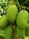 Young mangoes are green in color clustered on stalks which look very beautiful