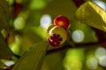 A young mangosteen fruit (Garcinia mangostana L.), on its tree