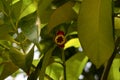 A young mangosteen fruit (Garcinia mangostana L.), on its tree