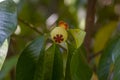 A young mangosteen fruit, Manggis, (Garcinia mangostana L.), on its tree