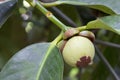 Young Mangosteen fruit on the tree in the garden