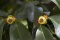 Young Mangosteen fruit on the tree in the garden. Royalty Free Stock Photo