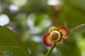 Young Mangosteen fruit on the tree in the garden. Royalty Free Stock Photo