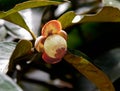 Young mangosteen on tree Royalty Free Stock Photo