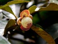 Young mangosteen on tree