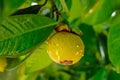 Young mangosteen on the mangosteen tree Royalty Free Stock Photo