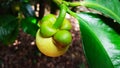 Young mangosteen on tree, thailand Royalty Free Stock Photo