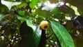 Young mangosteen on tree, thailand Royalty Free Stock Photo
