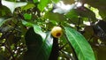 Young mangosteen on tree, thailand