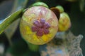 Young mangosteen