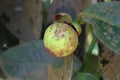 Young mangosteen
