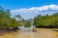 Young mangrove growing at the edge of beach in Ambong