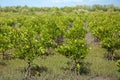 Young mangrove plantation