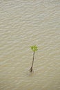 Young mangrove tree