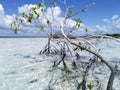 Young mangrove tree in crystal clear water of lagoon