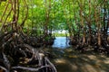 Young mangrove trees