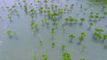 Young mangrove tree forest at seaside near beach at Koh Phangan, Thailand. HD Aerial Slowmotion.