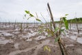 Young mangrove tree