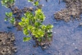 Young mangrove tree in shallow water.