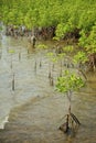 Young mangrove trees in forest at the estuary of a river.