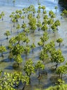 Young mangrove trees