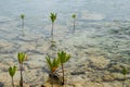 Young mangrove trees growing in shallow water