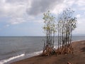 Young mangrove trees left on the seashore due to inundation by a strong typhoon storm