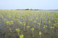 Young mangroves forest