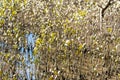 Young mangroves plantation, salt water coastal zone in Australia. Environmental conservation