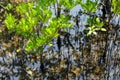 Young mangroves tree