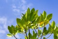 Young mangroves tree