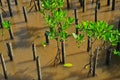 Young mangroves tree