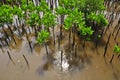 Young mangroves tree