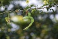 Young Manila Tamarind hanging