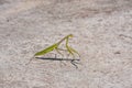 young mantis green grasshopper pest animal on concrete floor. predator insect wildlife with long antenna arthropod