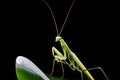 Young mantis sitting on an grass stalk. Royalty Free Stock Photo